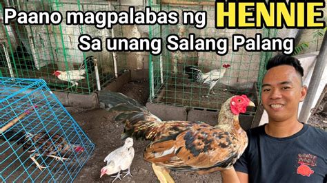binabae na manok|PAANO MAGPALABAS NG BINABAE O HENNIE .